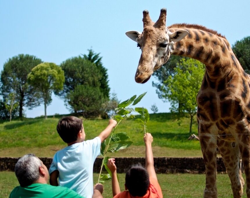 Niños dando comer a una girafa en Cabárceno