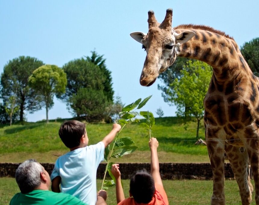 Niños dando comer a una girafa en Cabárceno